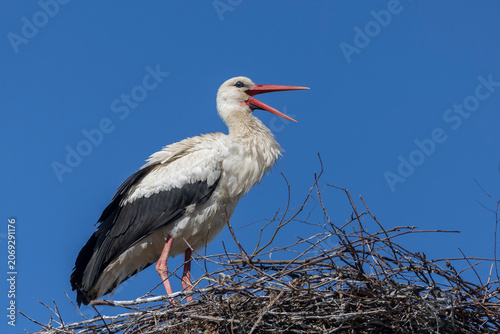 White stork on a nest against a blue sky