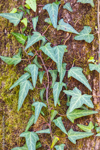 Ivy leaves against a background of tree bark. Background for design