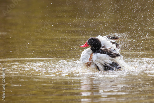 Common Shelduck Duck Swimming in Water, Close-up