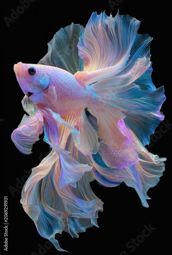 Vibrant pastel betta fish, flowing fins against black