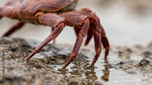 Schilderij op canvas Red crab walking on wet beach rocks during low tide with seawater reflections and sharp legs macro photography shot