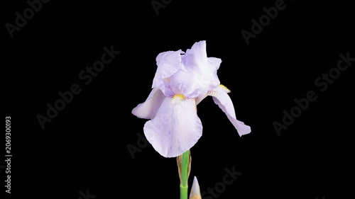 Iris Blossoms. Blooming White Iris Flower on Black Background. Time Lapse. 4K.