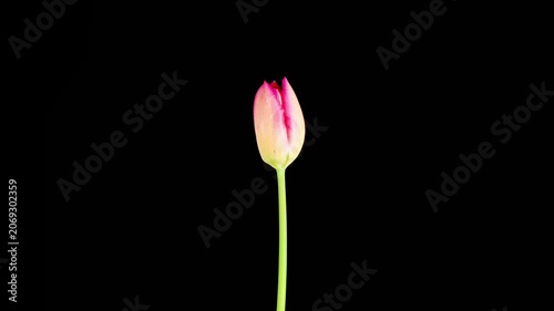 Tulips Blossoms. Beautiful Timelapse of Pink Tulip Flower Blooming on Black Background. 4K.
