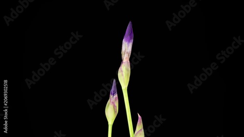 Iris Blossoms. Blooming Violet Iris Flower on Black Background. Time Lapse. 4K.
