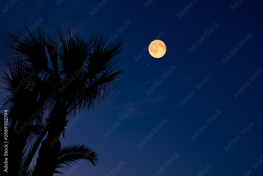 Fototapeta premium Full Moon on a twilight sky with tree silhouettes.
