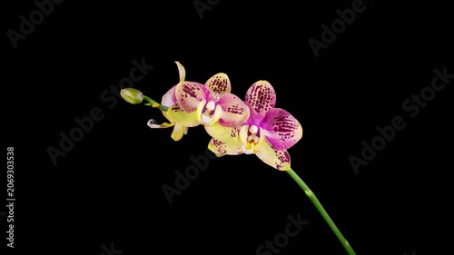 Orchid Blossoms. Blooming Yellow - Magenta Orchid Phalaenopsis Flower on Black Background. Time Lapse. 4K.