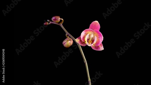 Orchid Blossoms. Blooming Red Orchid Phalaenopsis Flower on Black Background. Time Lapse. 4K.
