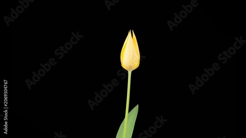 Tulips Blossoms. Beautiful Timelapse of Yellow Tulip Flower Blooming on Black Background. 4K.