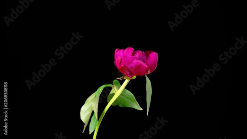 Red Peony Blossoms. Time Lapse of Beautiful Red Peony Flowers Blooming on Black Background. 4K.