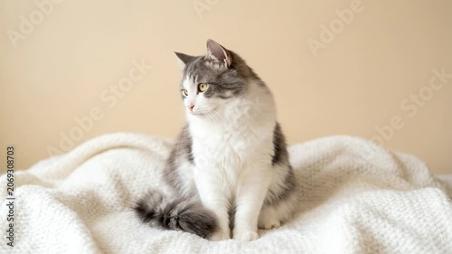 Fluffy gray and white cat sitting on knitted blanket.