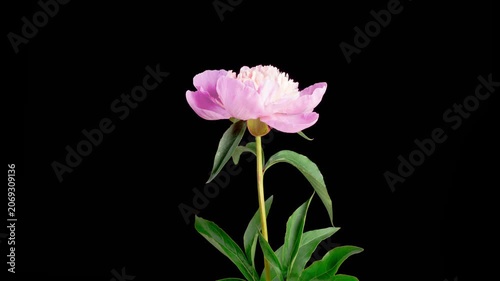 Pink Peony Blossoms. Time Lapse of Beautiful Pink Peony Flowers Blooming on Black Background. 4K.