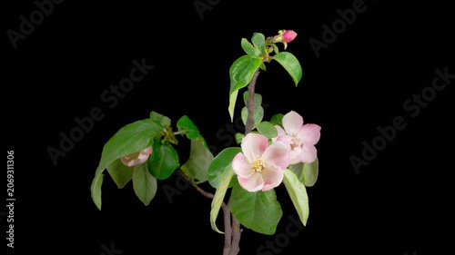 Quince Tree Blossom. Time Lapse of Blooming Beautiful Pink Quince Tree Flowers on Black Background. 4K.