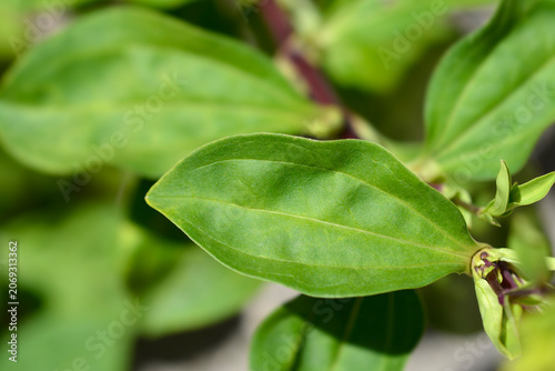 Double pink soapwort leaf - Latin name - Saponaria officinalis Flore Pleno