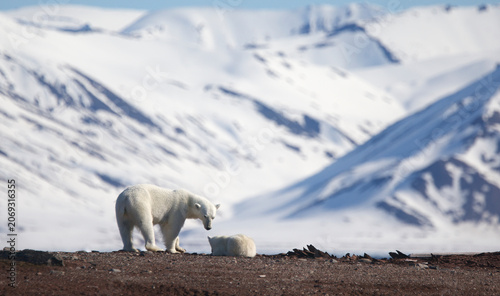 Mother polar bear and her cub in the Svalbard area