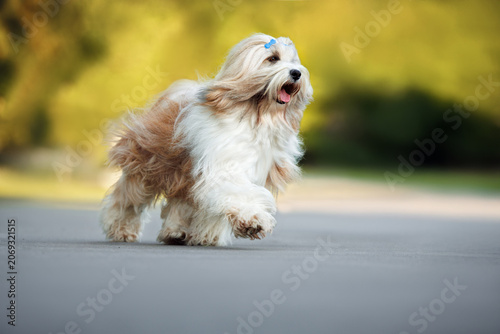 happy tibetan terrier dog walking in the park in summer