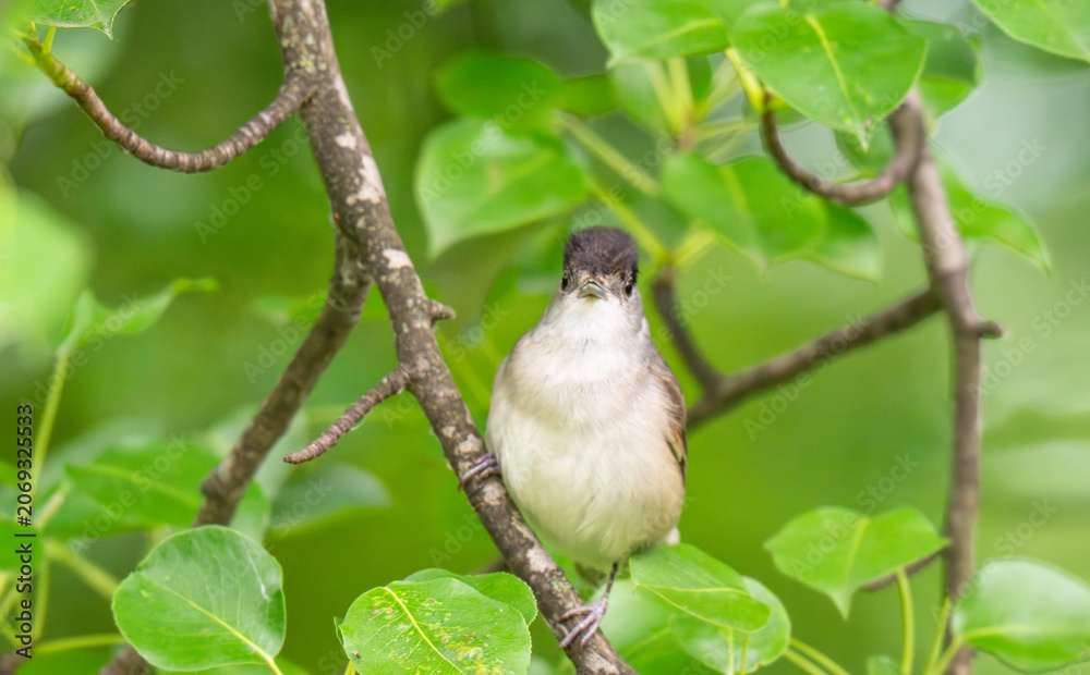 Obraz premium Male Eurasian Blackcap Singing