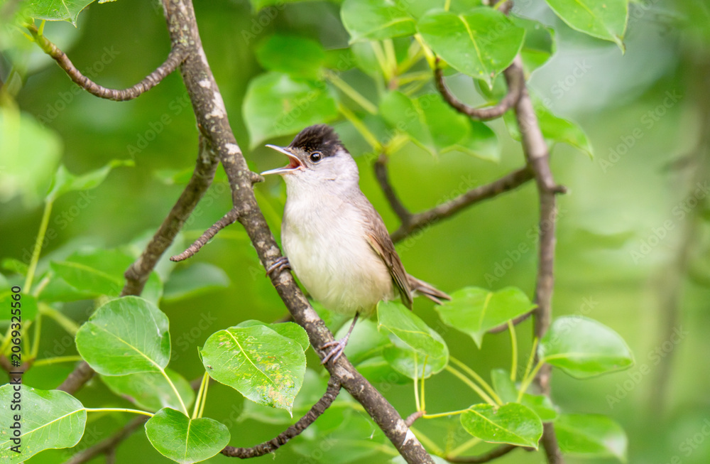Obraz premium Male Eurasian Blackcap Singing
