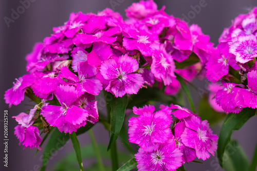 beautiful wild flowers giving