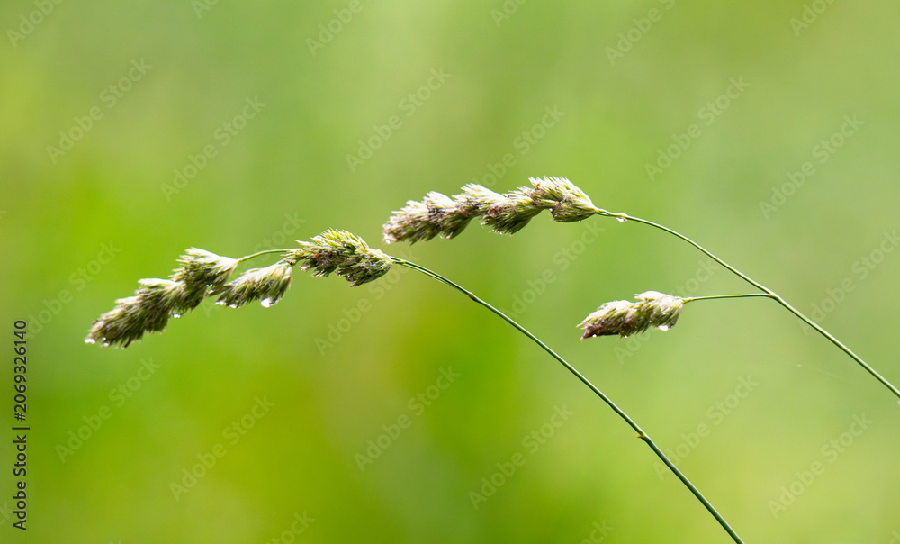Fototapeta premium Macro Shot of Meadow Grasses in Bloom – Serene Nature Background with Warm Light and Blurred Field, Perfect for Calm Design