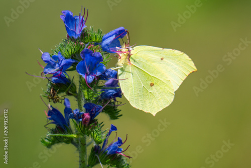 Common brimstone