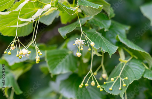 Obraz na plátně Linden branch with green leaves