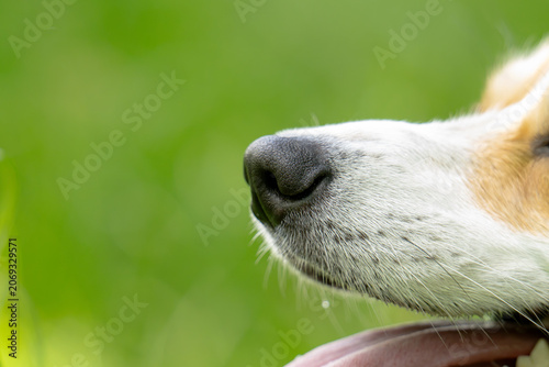 Photos face of ginger Corgi dog, selective focus on nose