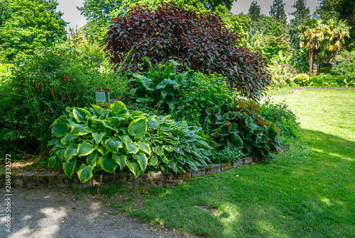 Tacoma Garden Hosta Plant