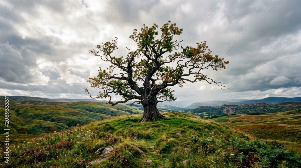 Fototapeta premium Majestic ancient oak tree standing alone on a grassy hill under a dramatic cloudy sky.