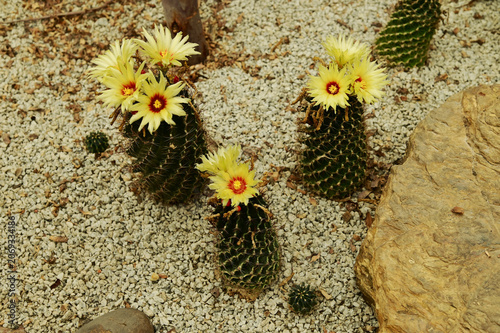 Globe cactus plants closeup of golden barrel cactus (Echinocactus grusonii) in botanical garden.