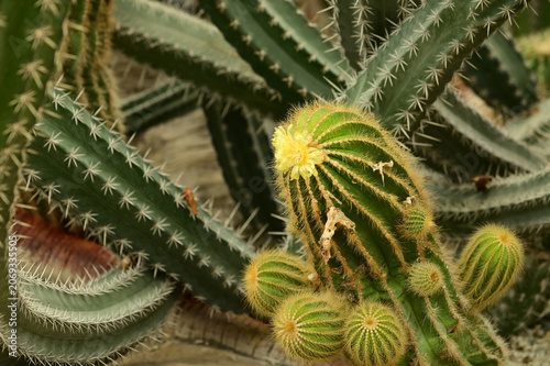 Globe cactus plants closeup of golden barrel cactus (Echinocactus grusonii) in botanical garden.