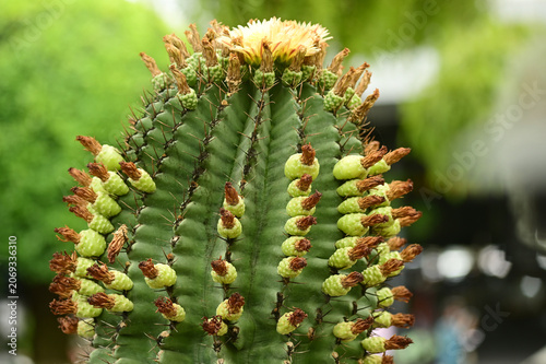 Mexican cactus Ferocactus peninsulae in the botanical garden.