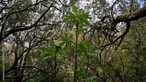 Close-Up of Endemic Laurisilva Forest Vegetation in Misty Conditions, Madeira, Portugal