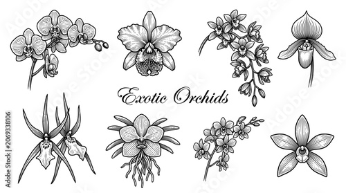 Collection of Vintage Hand-Drawn Exotic Orchid Flowers, Botanical Vector Illustration Set of Orchid Blossoms and Stems in Engraving Style Isolated on White
