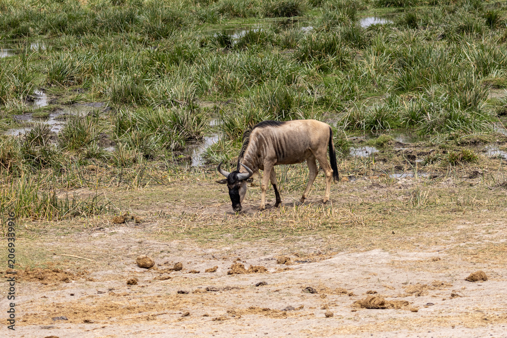 Fototapeta premium Single blue wildebeest grazing near a marshy wetland in Amboseli National Park Kenya