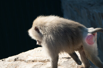 Baboon Zoo Animal Scratches Behind