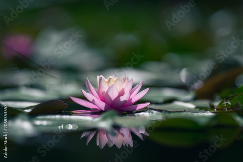 isolated pink lotus flower amidst the green leaves