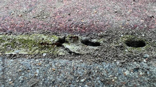 Small group of ant on concrete surface carrying food near nest entrance in summer macro nature scene