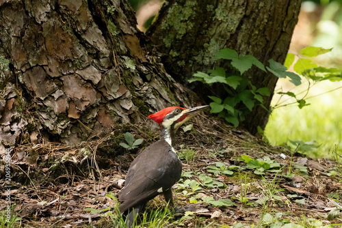 Pileated Woodpecker Seen in Cades Cove Smoky Mountains Tennessee During the Day