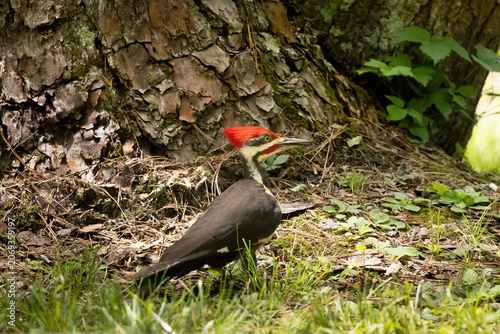Pileated Woodpecker in Cades Cove Smoky Mountains Tennessee During a Sunny Day in Summer