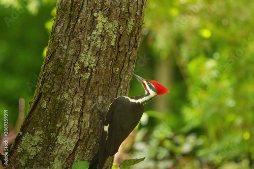Pileated Woodpecker Spotted in Cades Cove Smoky Mountains During Morning Hours