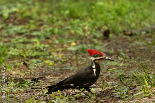 Pileated Woodpecker Bird in Cades Cove Smoky Mountains Tennessee During a Sunny Morning in Summer