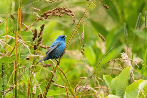 Bird Seen in Cades Cove Smoky Mountains Tennessee With an Indigo Bunting Perched Among Grass and Leaves