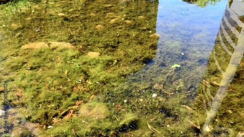 Dragonfly dipping the surface of an urban pond surrounded by algae and pebbles in summer