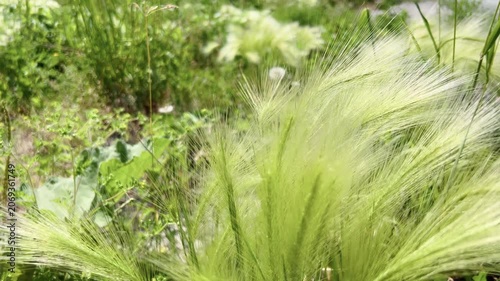 Feather grass Stipa pennata swaying in summer wind in a mixed wildflower meadow