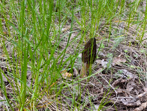 Black morel mushroom growing on forest floor in spring wild nature. Fresh edible black morel mushroom in the spring forest with pine needles