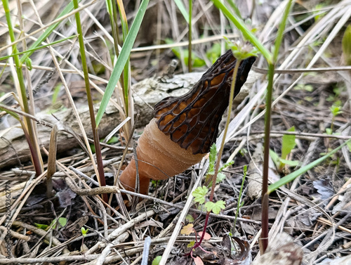 Black morel mushroom growing on forest floor in spring wild nature. Fresh edible black morel mushroom in the spring forest with pine needles