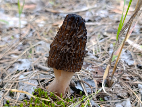 Black morel mushroom growing on forest floor in spring wild nature. Fresh edible black morel mushroom in the spring forest with pine needles