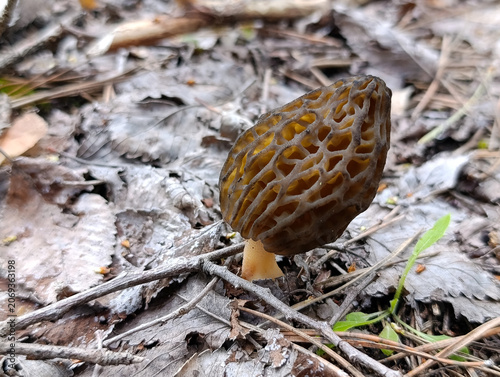 Black morel mushroom growing on forest floor in spring wild nature. Fresh edible black morel mushroom in the spring forest with pine needles