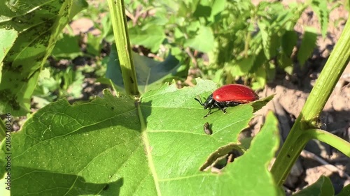 Bright red beetle Chrysomela populi resting on a large green leaf outdoors in summer