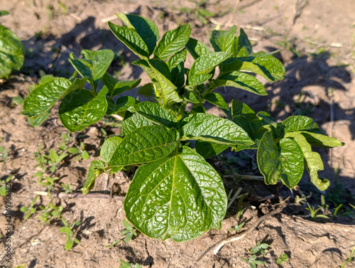 Fresh green potato leaf sprout close-up in the agricultural field. Young potato plant sprout growing in fertile soil close up